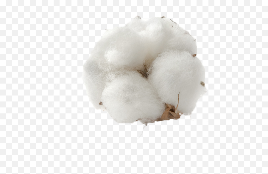 Cotton Png Background Image - Cotton Boll Png,Cotton Png
