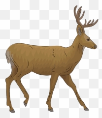 Mule Deer Clipart - Elk png