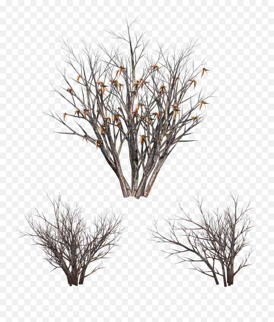 Bush Dead Nature - Free Image On Pixabay Transparent Dead Bush Png,Twig Png