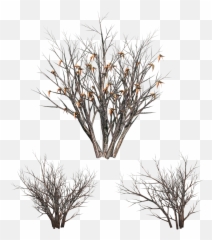 Bush Dead Nature - Free Image On Pixabay Transparent Dead Bush Png,Twig Png