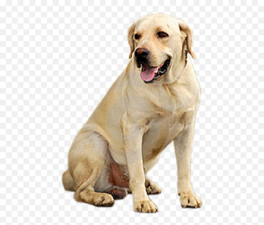 Dog Searching Png Images Download - Power Cooling Dog Mat,Searching Png