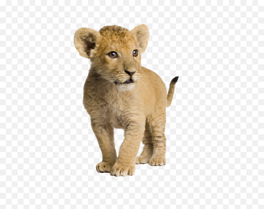 Lion Cub Png Transparent Images All - Lion Cub White Background,Baby Lion Png