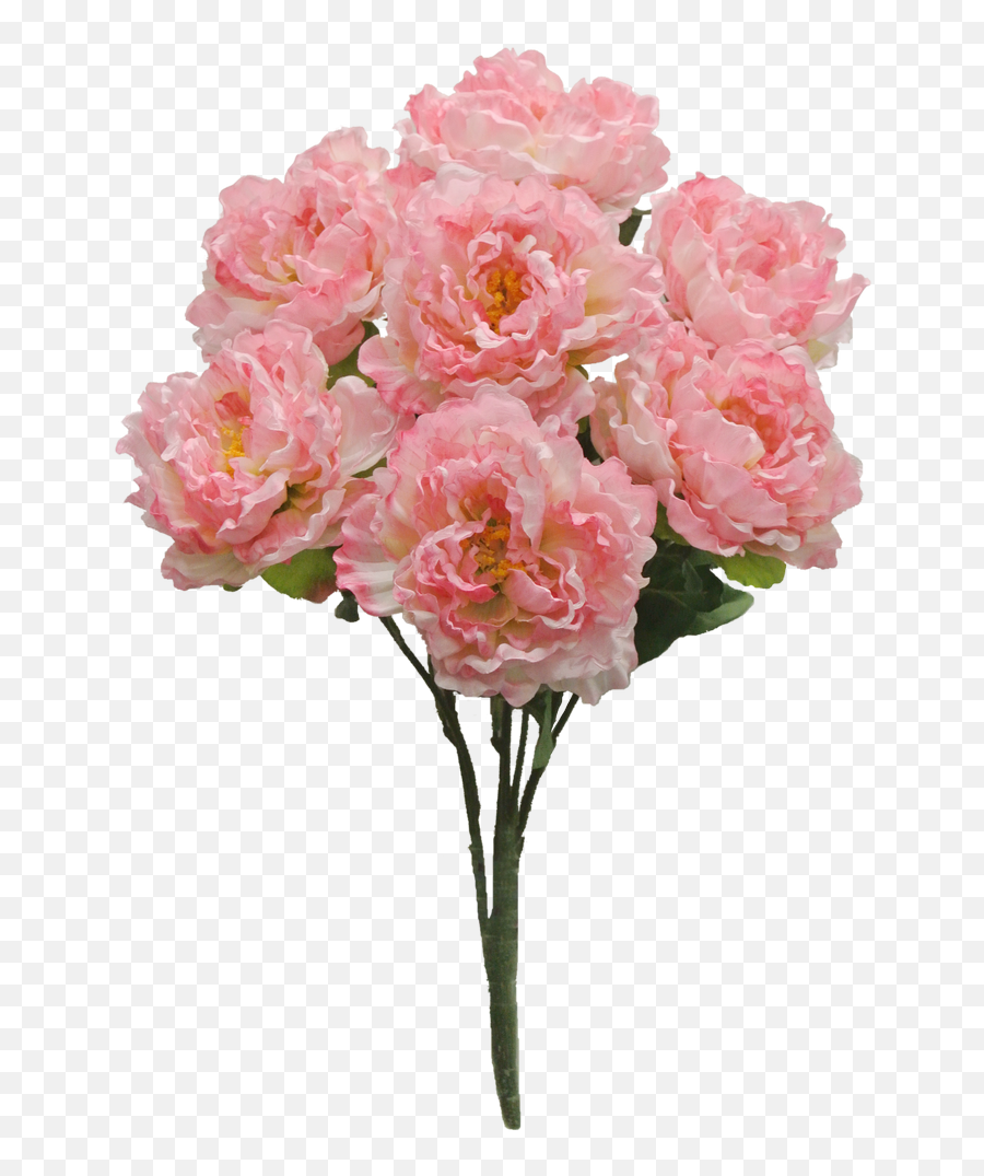 Download Hd Pink Peony Bush X7 Sale Item - Paeoniaceae Pfingsrosen Png,Peony Transparent