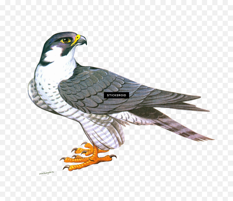 Download Falcon Animals - Falcon Clipart Png,Falcon Transparent