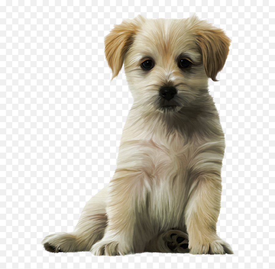 Dog Cat Puppy Kitten Felidae - Shih Tzu Maltese Poodles Png,Cute Dog Png