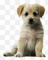 Dog Cat Puppy Kitten Felidae - Shih Tzu Maltese Poodles Png,Cute Dog Png
