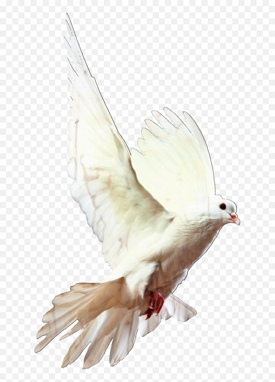 White Dove Transparent Cartoon - White Dove Png,White Dove Png