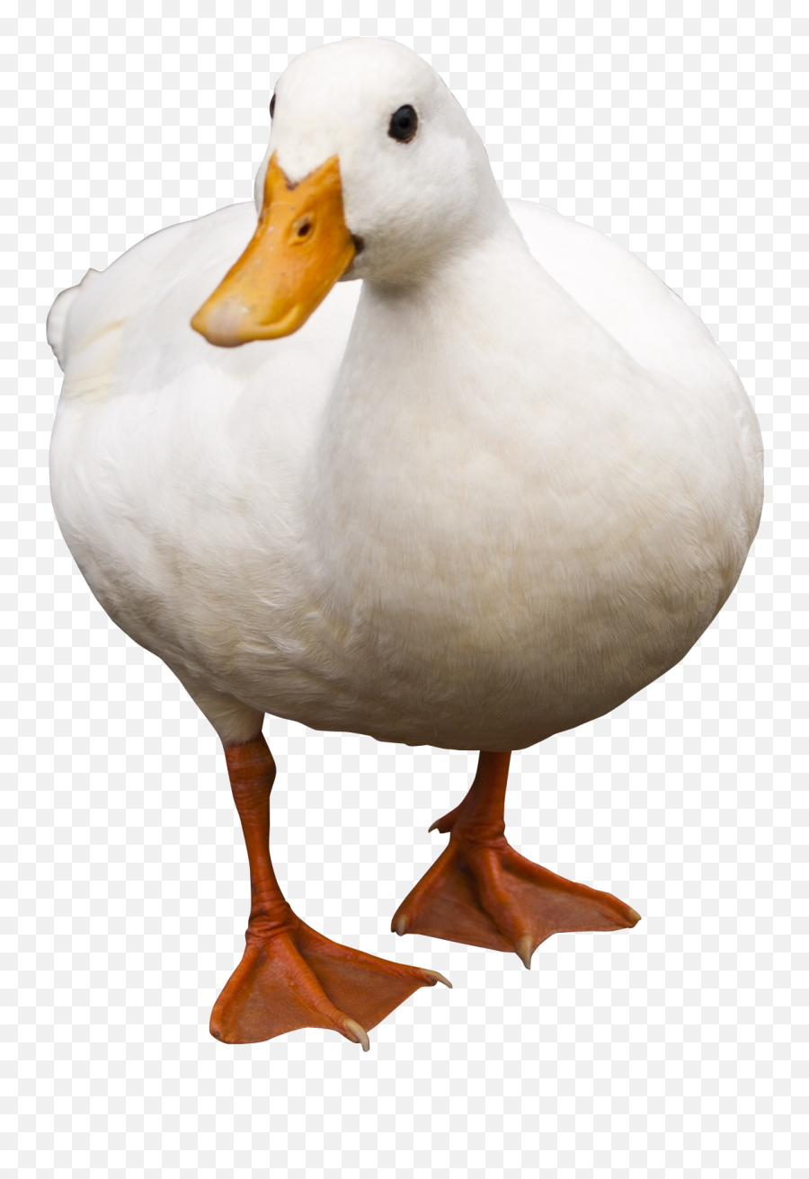 Download Duck Walking Png Image For Free - Duck Png,Duck Transparent Background