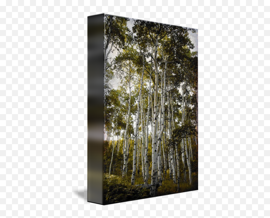Aspen Trees Reacy For The Sky Hue - Paper Birch Png,Aspen Tree Png