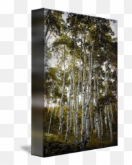 Aspen Trees Reacy For The Sky Hue - Paper Birch Png,Aspen Tree Png
