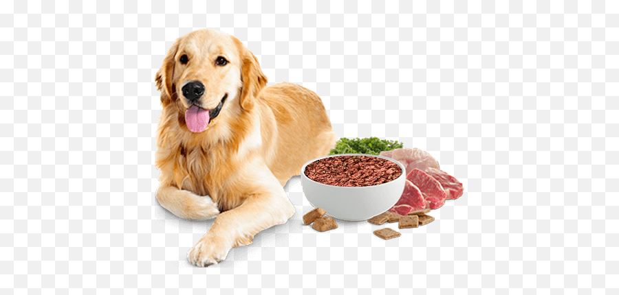Buy Dog Food Online - Golden Retriever Dog Png,Dog Food Png