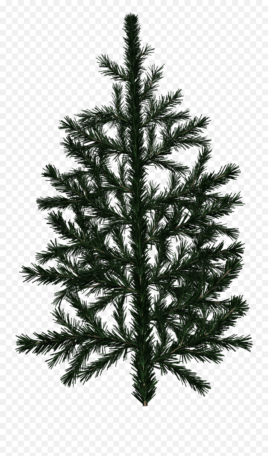 Pine Tree Branch Texture - Pine Branch Texture Png,Pine Branch Png