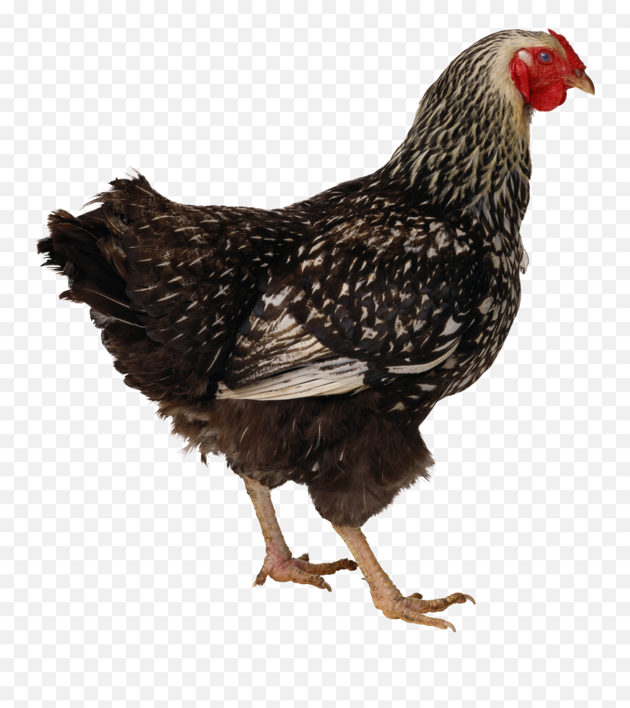 Chicken Png Images Free - Chicken Icon,Chicken Png