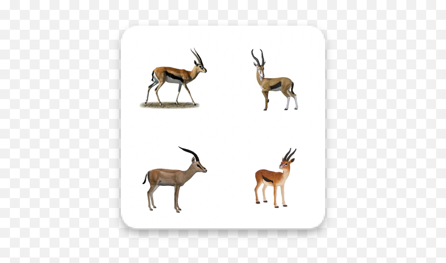 Download Gazelle Whatsapp Stickers Wastickerapp Apk Free - Animal Figure Png,Gazelle Icon