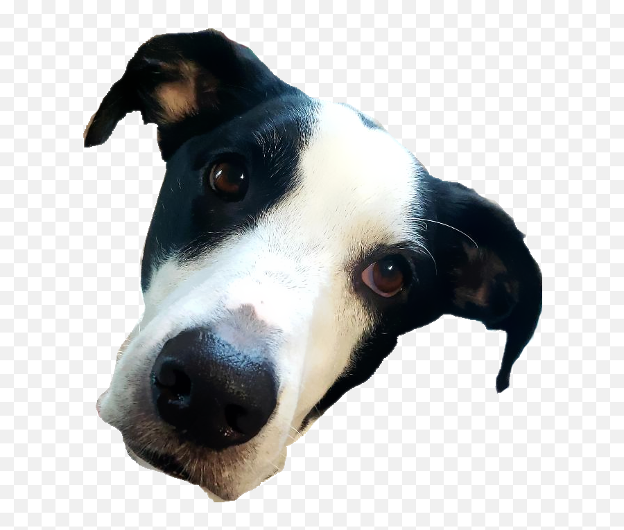 Would Anybody Mind Blurring The Edges - Transparent Dog Face Png,Dog Face Png