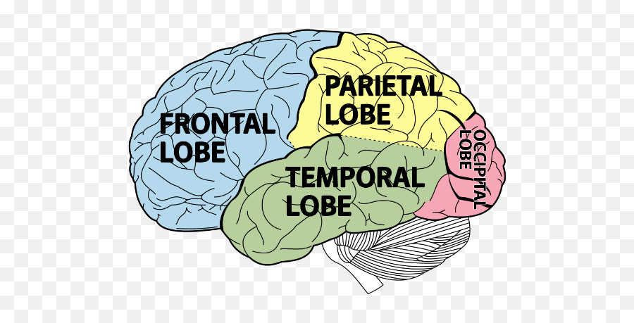 Adhd U0026 The Brain - Lobes Of Brain Png,Brain Transparent Background