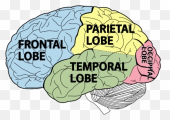 Adhd U0026 The Brain - Lobes Of Brain Png,Brain Transparent Background
