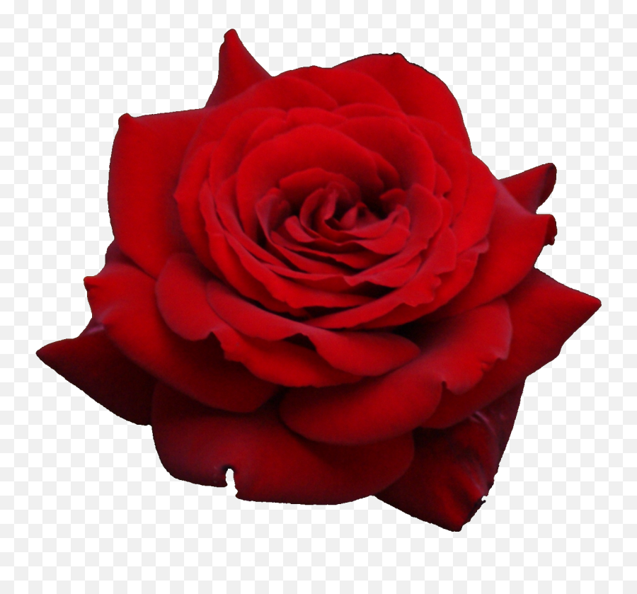 Download Red Rose Png Image For Free - Red Rose Transparent Background,Red Rose Png