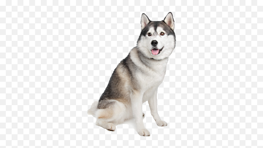 Husky Png 4 Image - Siberian Husky,Husky Png