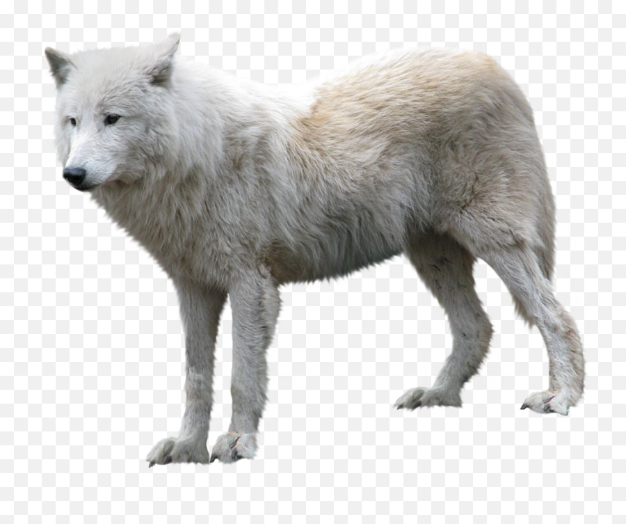 Wolf Transparent Png Image - Arctic Wolf Png,Wolf Png