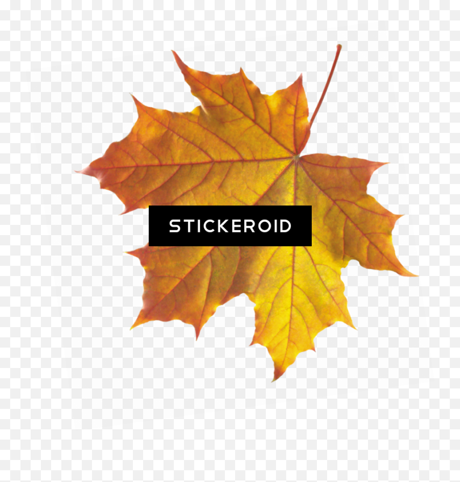 Realistic Autumn Fall Leaves - Yaprak Resmi Png,Autumn Leaves Png