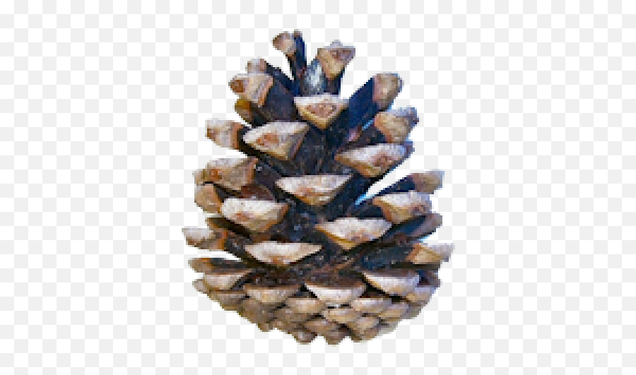 Pine Cone Icon Png Images Download - Pinus Nigra,Pine Cone Png
