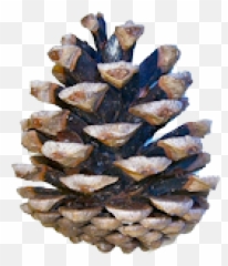 Pine Cone Icon Png Images Download - Pinus Nigra