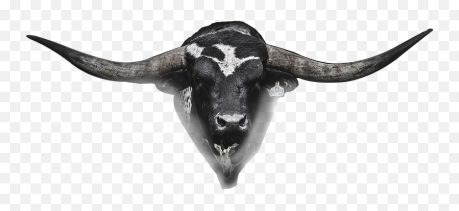 Download Hetland Horns Bull Head - Real Bull Head Png,Bull Horns Png