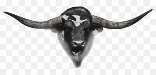 Download Hetland Horns Bull Head - Real Bull Head Png,Bull Horns Png