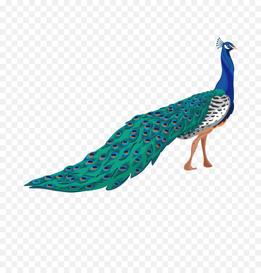 Free Png Peacock - Konfest Peacock Illustration,Fly Png