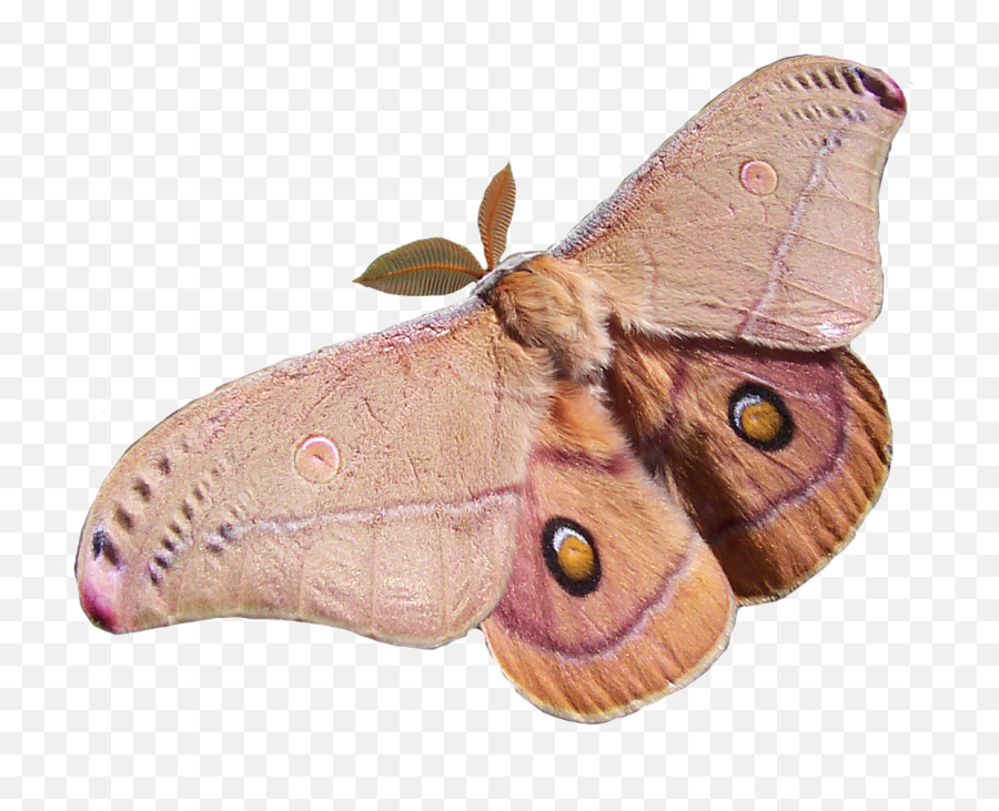 Polyphemus Moth Transparent Bkgrnd - Emperor Gum Moth Png,Moth Transparent Background
