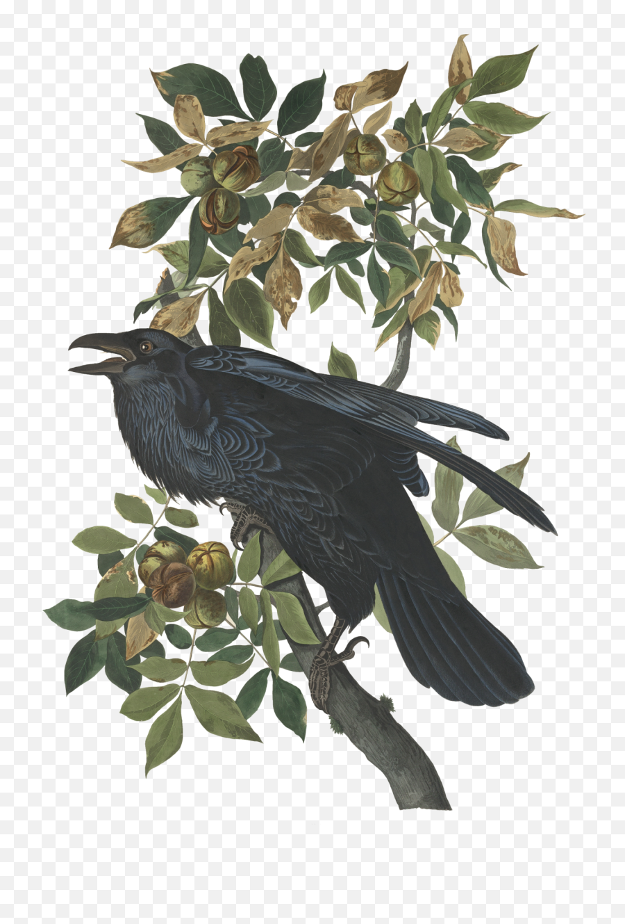 Raven - John James Audubon Illustrations Png,Raven Transparent Background