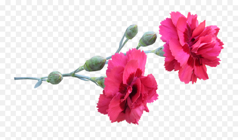 Carnations Red Flowers - Carnetion Flowers Png Free,Carnation Png