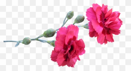 Carnations Red Flowers - Carnetion Flowers Png Free,Carnation Png