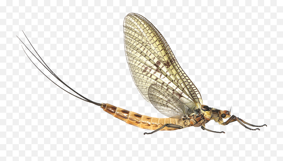 X - 3591807828 Fly Photos V56 Png Mayfly Png,Fly Transparent Background