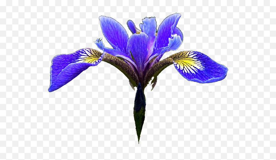 Blue Iris Flower Png Image With No - Blue Iris Flower Clipart,Iris Flower Png