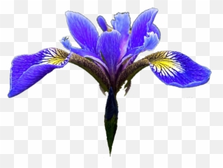 Blue Iris Flower Png Image With No - Clipart