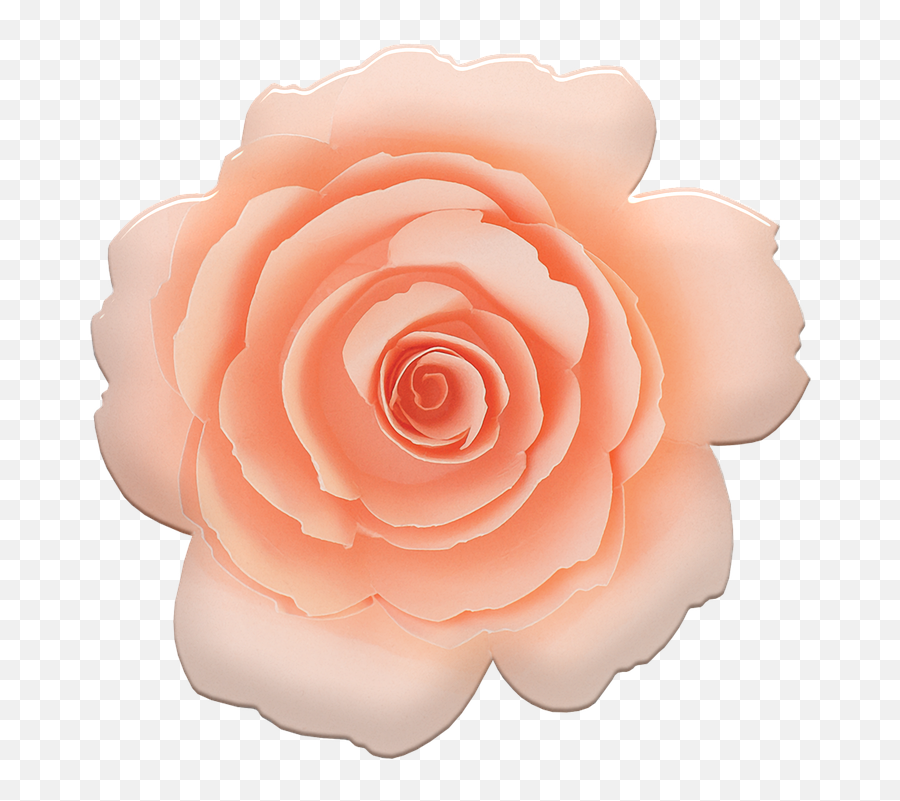 Rose Pink Flower - Lovely Png,Pink Rose Petals Png