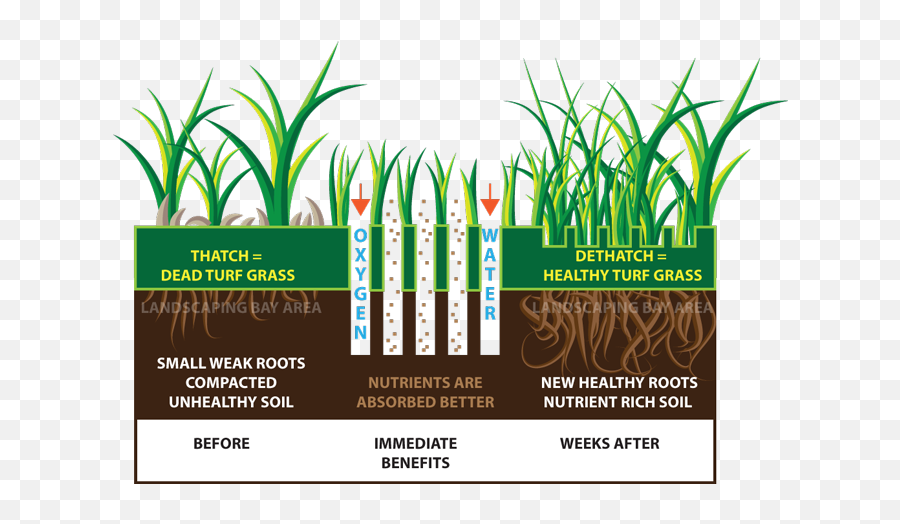 Bss Outdoor Services - Sugarcane Png,Dead Grass Png