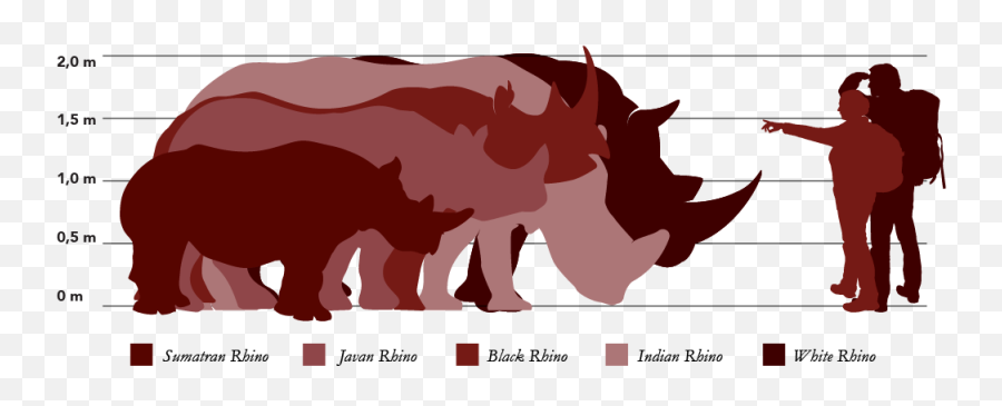 Meet The Rhinos - Rhino Review Language Png,Rhino 5 Icon