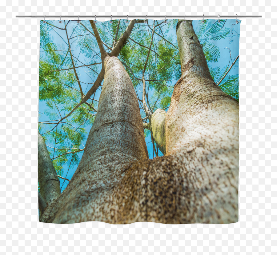Tall Trees Shower Curtain And Shrubs Tree - Woodland Png,Tree Bark Png