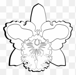 Orchid Flower Png - Cattleya Orchids Floral Design Flowering