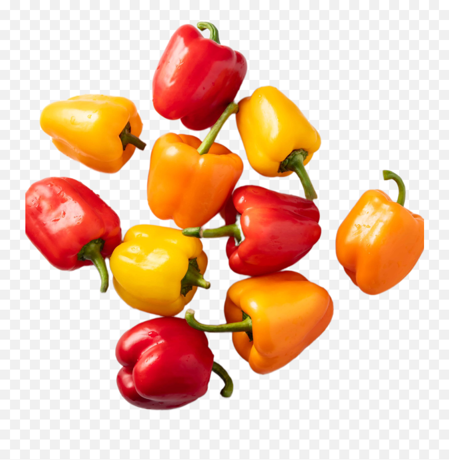 Growing Peppers In Containers From Start To Finish - Grow Diet Food Png,Hot Pepper Icon