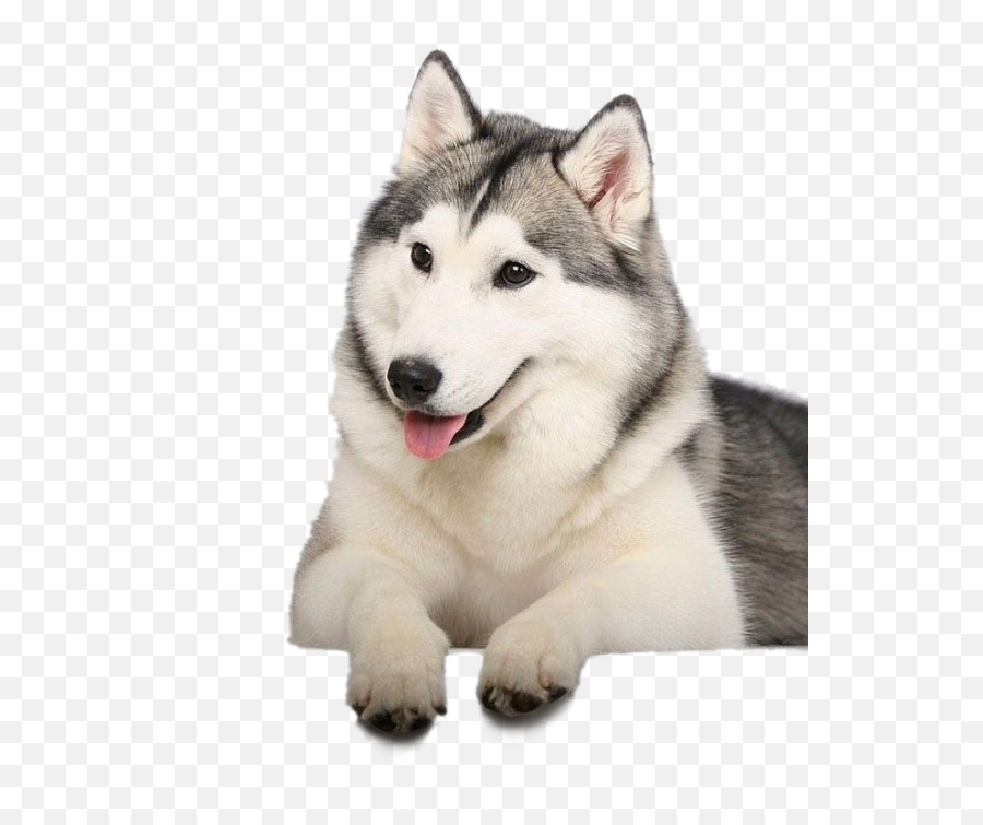 Husky Png - Transparent Husky Png,Husky Png