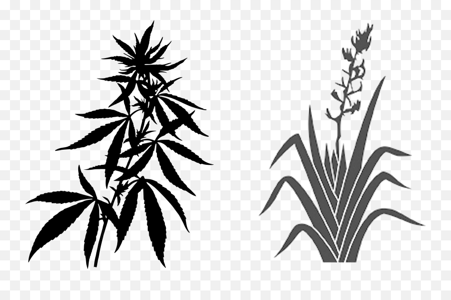 Industrial Hemp Can Grow 4 Metres - Weed Plant Clipart Png,Weed Plant Png