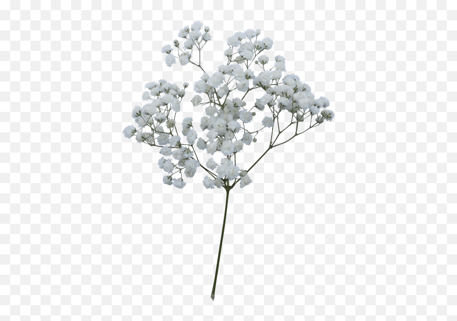 Free - Artificial Flower Png,Baby's Breath Png