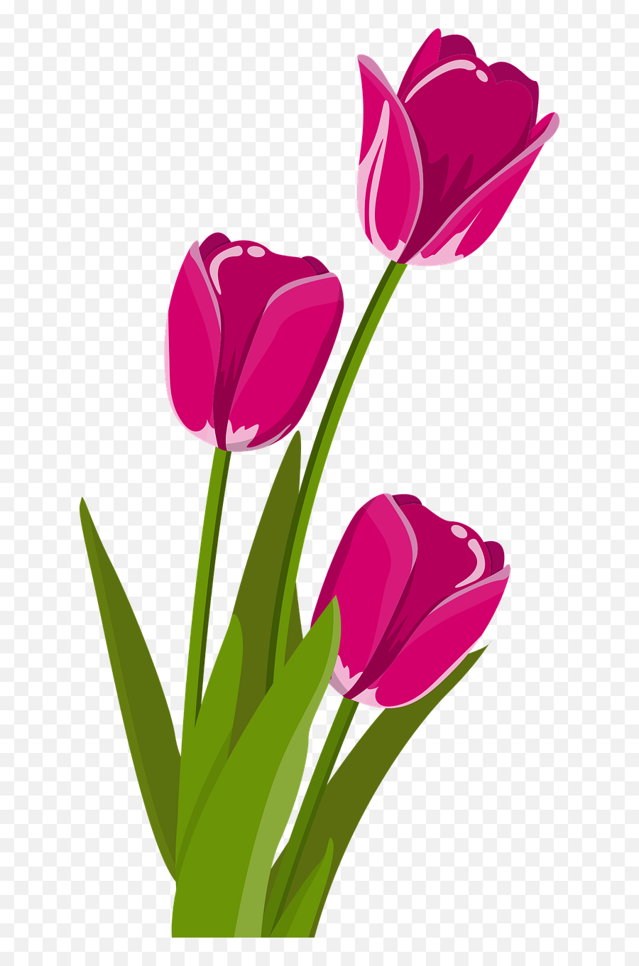 Bunga Tulip Png 3 Image - Bunga Tulip,Tulip Png