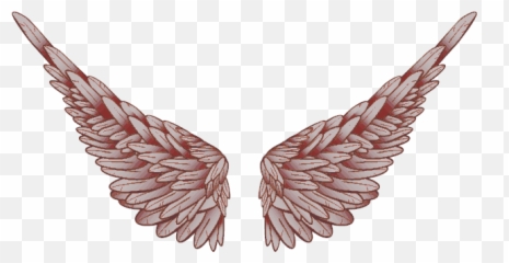 Download Baby Angel Wings Png Praying T - Logo Full Parrot