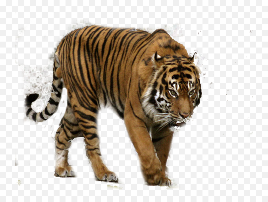 Download White Tiger Free Png Transparent Image And Clipart - Transparent Sumatran Tiger Png,Tiger Transparent