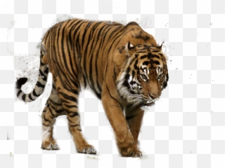 Download White Tiger Free Png Transparent Image And Clipart - Transparent Sumatran Tiger Png